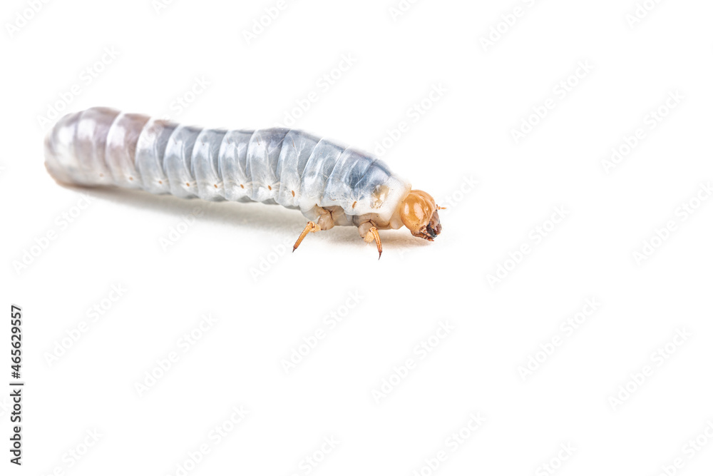 Bess beetle larvae on white background Bess beetle larvae on white background