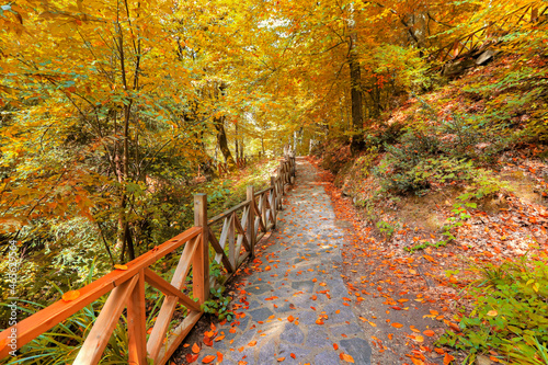 Turkey is located in Bursa Mustafakemalpa  a Suu  tu waterfall and Autumn beech forest. Every tone of colors is in this forest. Yellow  green  red  orange.