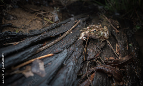 Pickerel Frog on a log