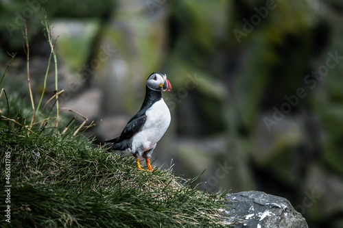 Papageientaucher in Island © Moritz Sirowatka