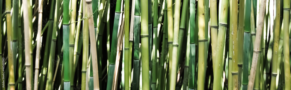 Obraz premium Bamboo park, natural background and banner.