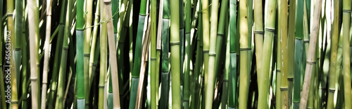Bamboo park  natural background and banner.