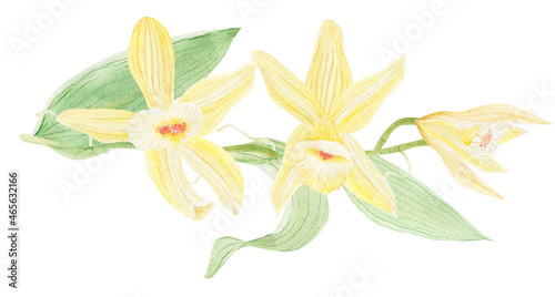 Vanilla flowers to illustrate culinary, medical, perfumery products. Watercolor illustration.