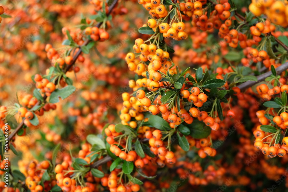 Pyracantha coccinea from the family Rosaceae, also known as firethorn, selective focus. It is called Pyracantha coccinea from the family Rosaceae, also known as firethorn, selective focus. It is called