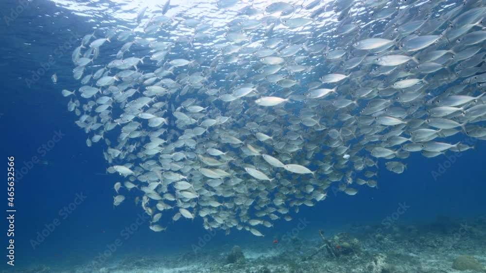 Seascape with Bait Ball, School of Fish in the coral reef of the Caribbean Sea, Curacao Seascape with Bait Ball, School of Fish in the coral reef of the Caribbean Sea, Curacao