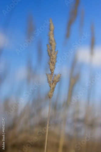 Yellow ears of corn against a blue sky