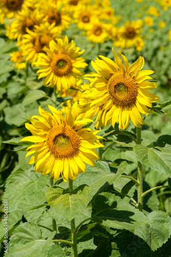 Closeup of the blooming sunflower field in the countryside farm.