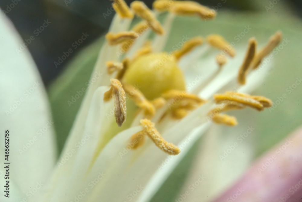 flor de limon, capullo y filamentos, flor blanca macro flor de limon, capullo y filamentos, flor blanca macro
