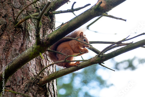Red Squirrel in a Tree