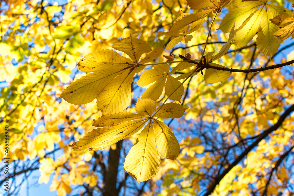 Obraz premium Close- up golden-yellow chestnut leaves in the autumn sunshine with blue sky