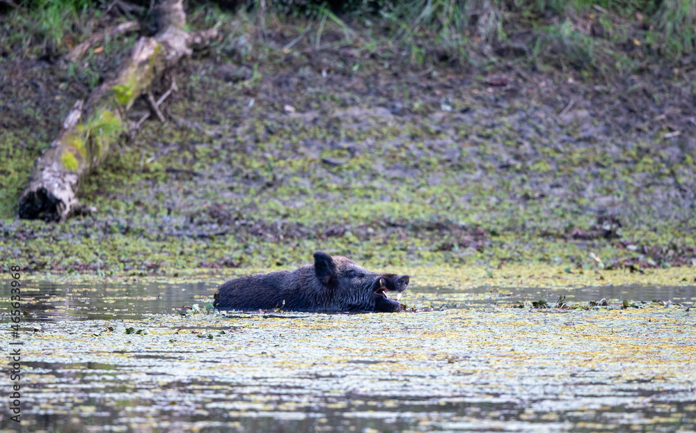 Wild boar walking in shallow water in forest Wild boar walking in shallow water in forest