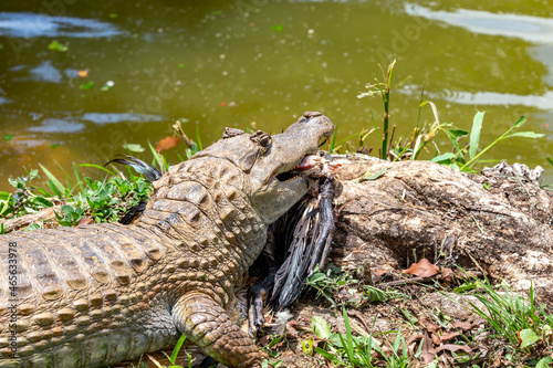 Brazilian predatory alligator with a newly captured prey. Danger animal