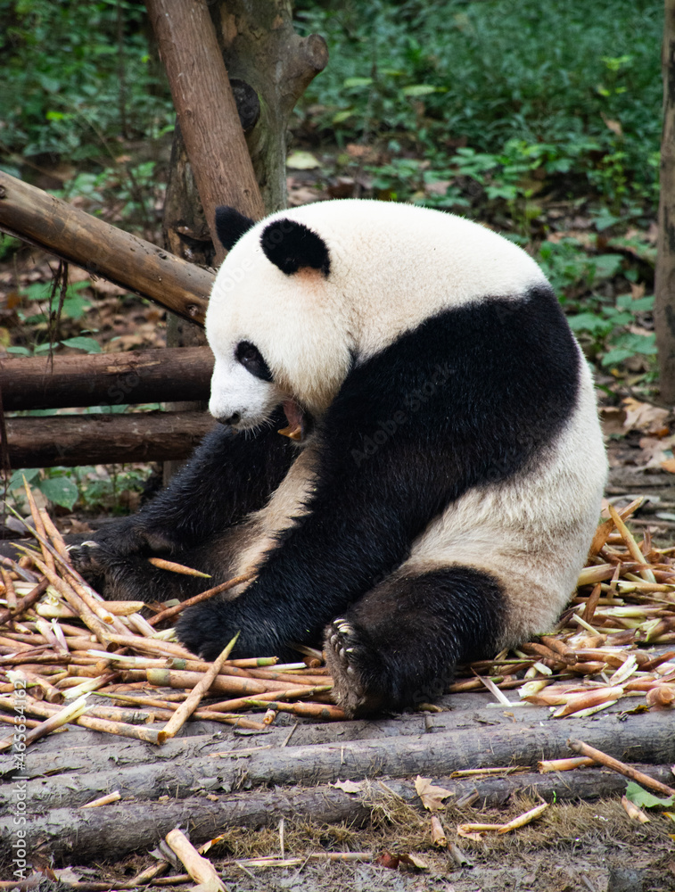 Fototapeta premium Panda