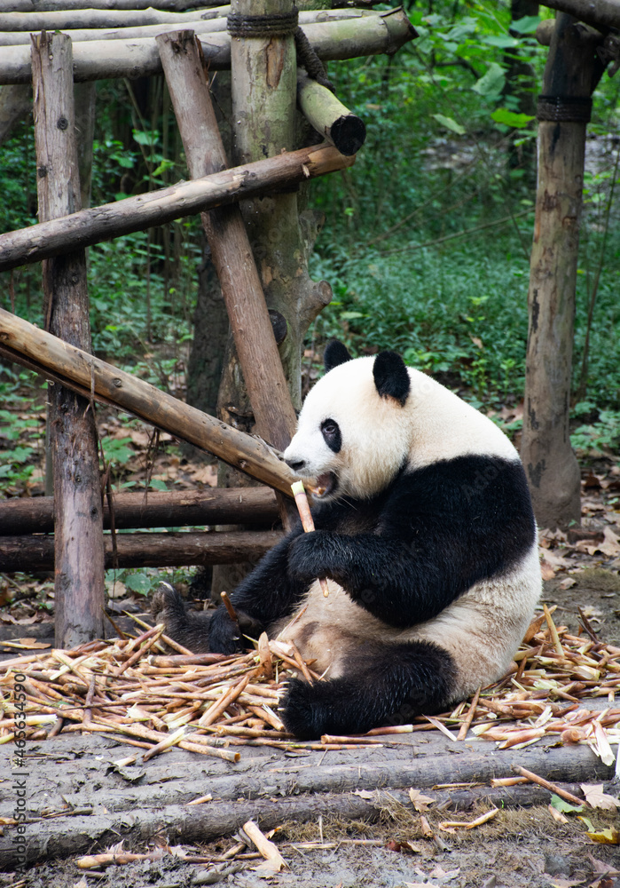 Fototapeta premium Relaxing Panda