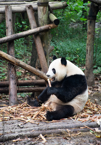 Fototapeta Naklejka Na Ścianę i Meble -  Relaxing Panda