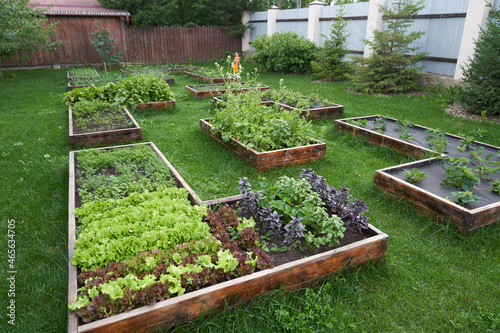 The general plan of the garden. Growing green and red leaf lettuce, basil, peas and strawberries in a garden bed. Background for gardening. High quality photo
