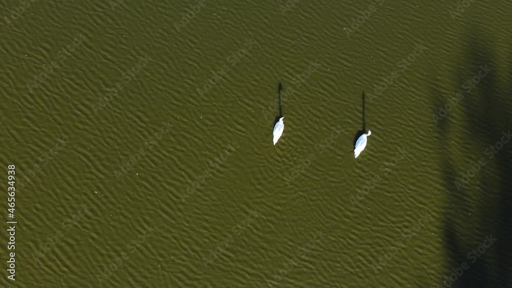 Two white swans swimming in the lake, drone shot from above
Two white swans swimming in the lake, drone shot from above