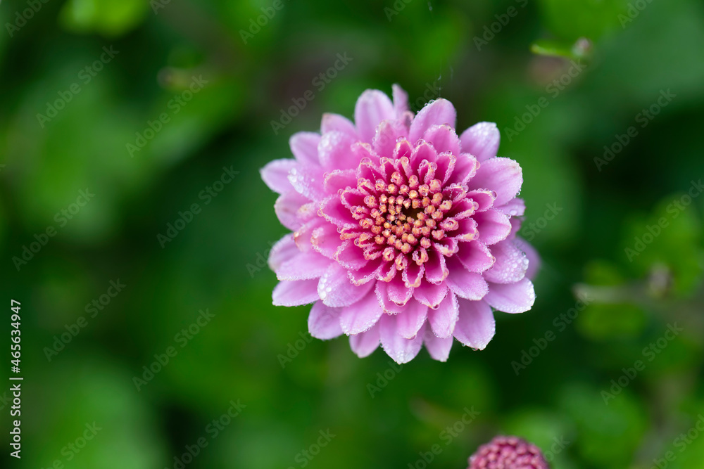 Obraz premium All Saint’s Day Flower Chrysanthemums in close view