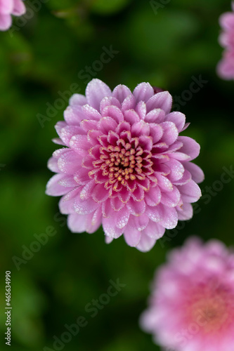 All Saint   s Day Flower Chrysanthemums in close view