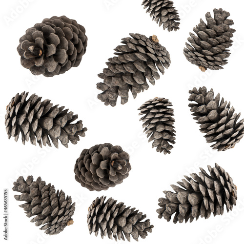 Group of Pine cones tree isolated on white background