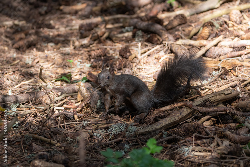 Arosa, Switzerland, August 15, 2021 Squirrel in the forest