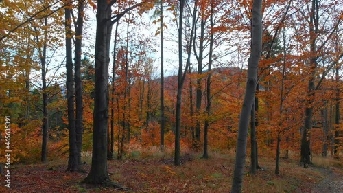 Cinematic stable movement. Beatifull and peacefull autumn forest.	