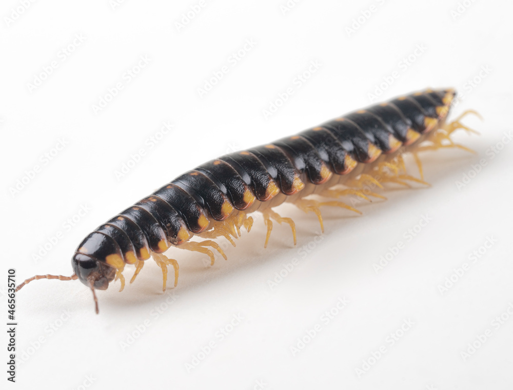 Yellow and Black Flat Millipede Yellow and Black Flat Millipede