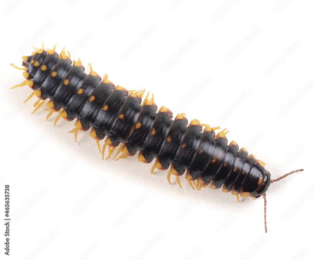 Fototapeta premium Yellow and Black Flat Millipede