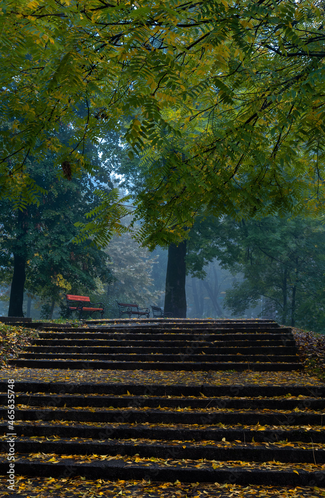 Fototapeta premium autumn in the park