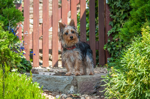 Puppy of a Australian Silky Terrier in the garden in summer photo