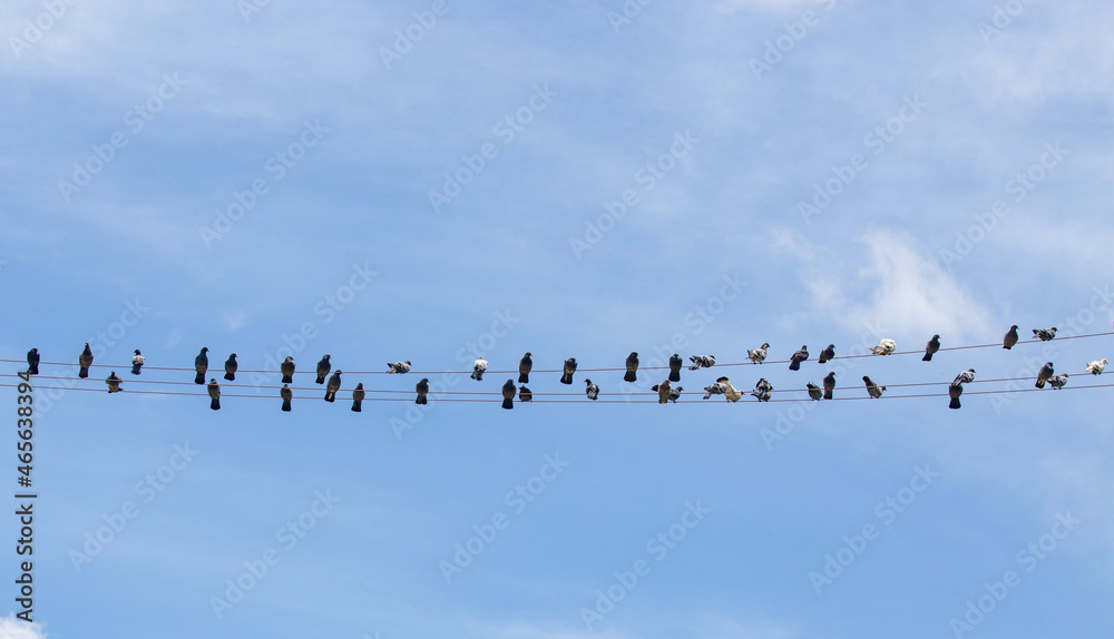 Many domestic pigeons perched on light wire on blue sky background.Selective focus Many domestic pigeons perched on light wire on blue sky background.Selective focus