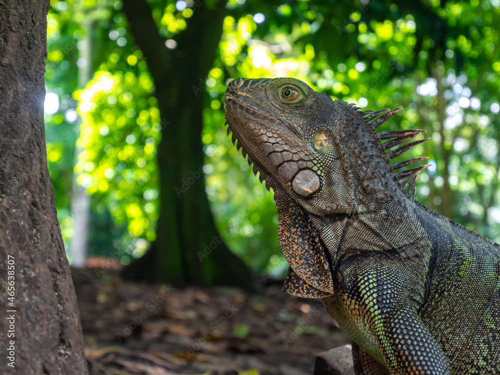 Green Iguana (Iguana Iguana) Large Herbivorous Lizard Stares at a Tree in the Botanical Garden in Medellin, Colombia Green Iguana (Iguana Iguana) Large Herbivorous Lizard Stares at a Tree in the Botanical Garden in Medellin, Colombia