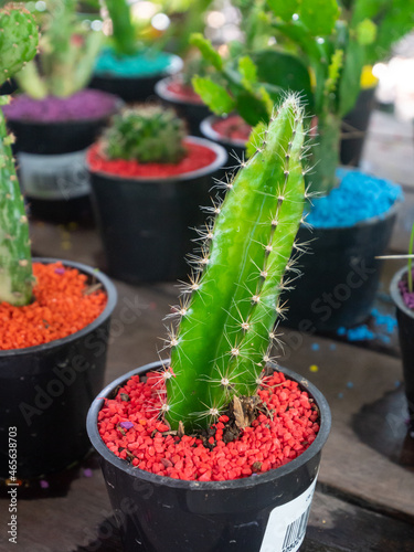 Night Blooming Cereus Known as Barbed-wire Cactus, Sword-Pear, Dildo Cactus, Triangle Cactus and Órgano-Alado de Pitaya (Acanthocereus tetragonus) in a Black Pot on a Wooden Table photo