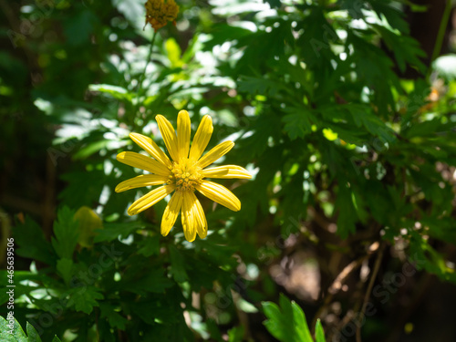 A Yellow Flower Known as African Bush Daisy or Bull's-Eye (Euryops chrysanthemoides) in a Garden on a Sunny Day photo