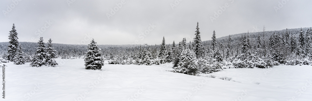 Fototapeta premium Trees covered by snow. Winter in mountain forest.