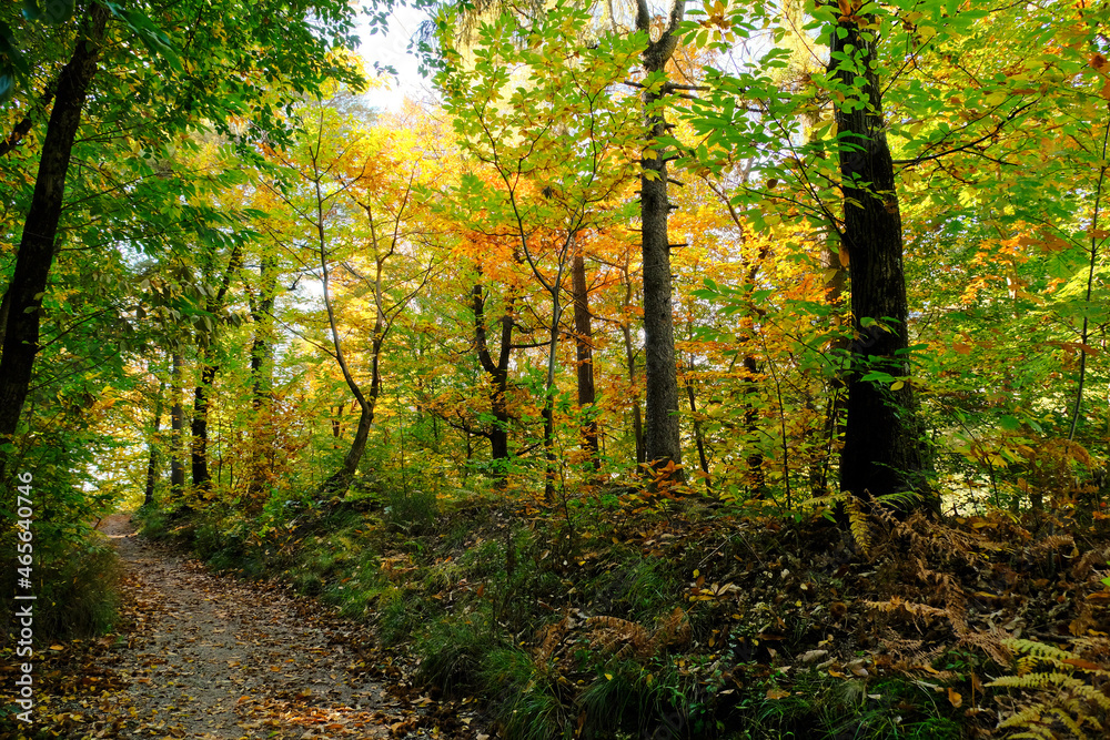 Un sentiero nel bosco in una giornata d'autunno. Un sentiero nel bosco in una giornata d'autunno.