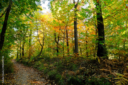 Un sentiero nel bosco in una giornata d autunno.
