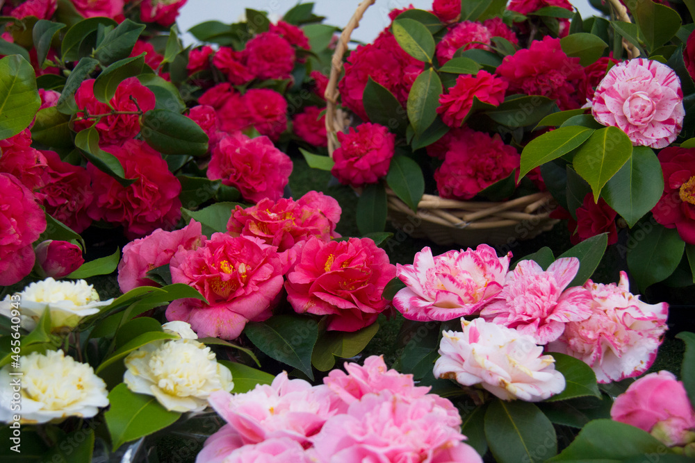 Fototapeta premium Beautiful Camellias blooming with dark green leaves.