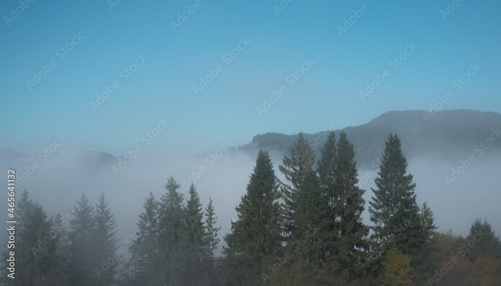 Top view of foggy pine forest on Carpathian mountains with blue sky