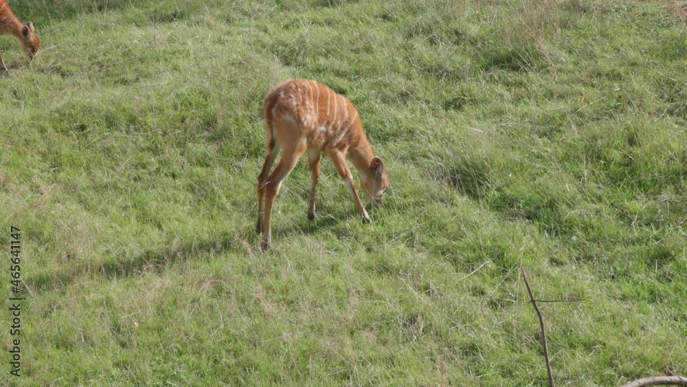 A red-striped baby antelope sitatunga grazes in a meadow and eats grass. A wild hoofed animal similar to a deer, roe deer or fallow deer. A red-striped baby antelope sitatunga grazes in a meadow and eats grass. A wild hoofed animal similar to a deer, roe deer or fallow deer.