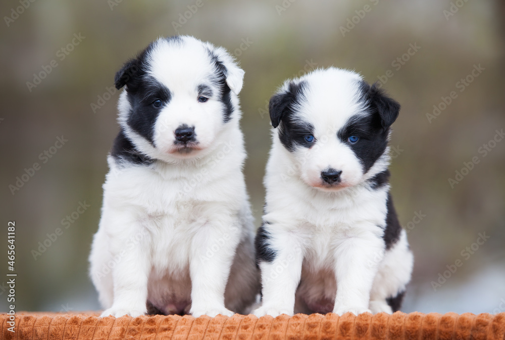 Two Yakut Laika puppies on the street
