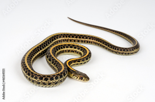 Plains garter snake // Tiefland-Strumpfbandnatter, Prärie-Strumpfbandnatter (Thamnophis radix)