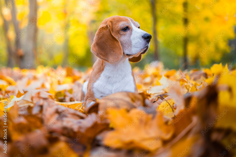 Dog in autumn landscape