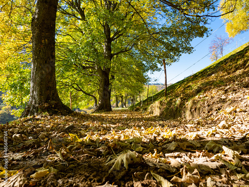 Autumn atmosphere in a woodland of Lake Como Alps photo