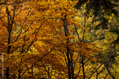 Walking in the Marguareis Natural Park, Pesio Valley Maritime Alps, Cuneo, Italy