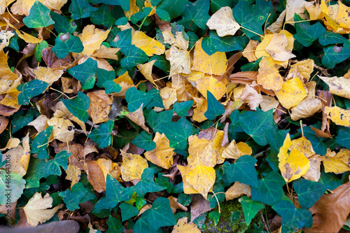 Ivy spreading over autumn forest ground photo