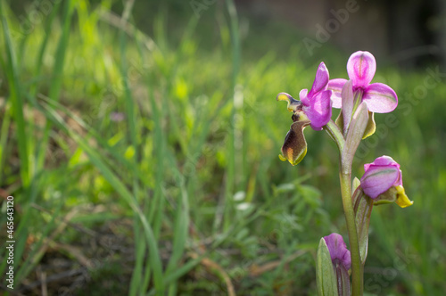 Beautiful wild rare orchid pink Ophrys tenthredinifera photo