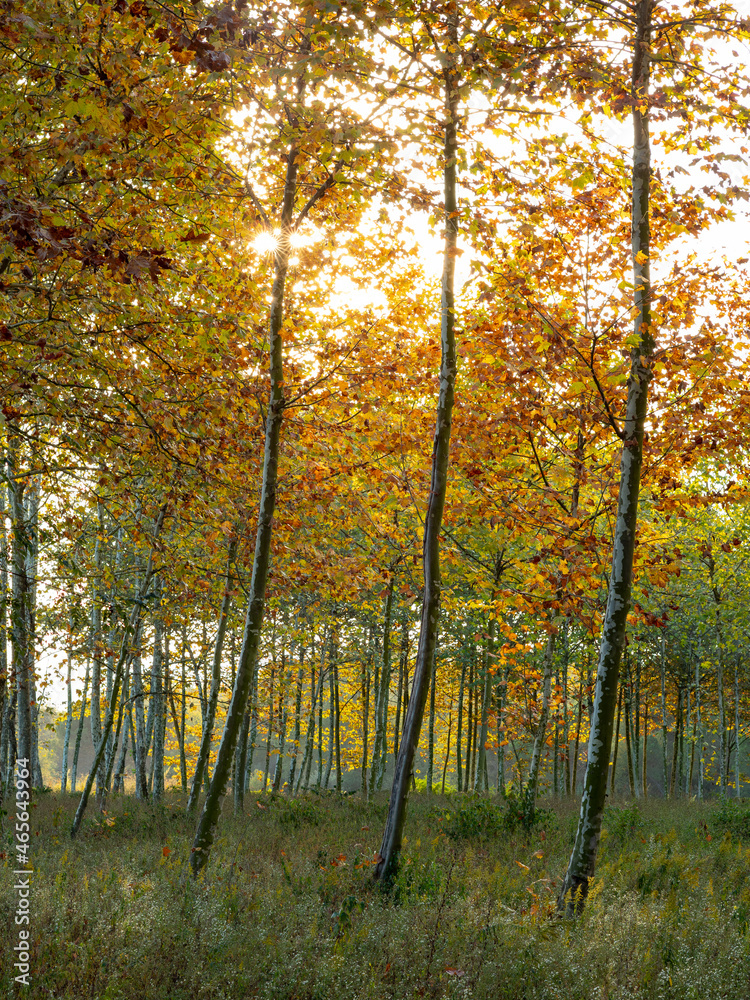 view of a platanus orientalis tree forest in autumn at sunset - autumnal background