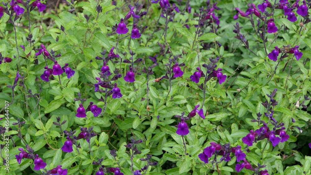 Full frame image of purple salvia flowers and green foliage Full frame image of purple salvia flowers and green foliage