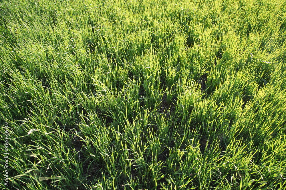 Obraz premium green grass background